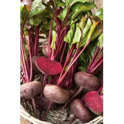Pancar "Mısır" - 500 tohumlar - Beta vulgaris