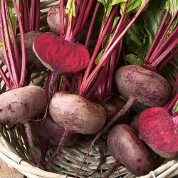 Pancar "Mısır" - 500 tohumlar - Beta vulgaris