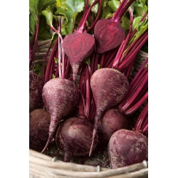 Pancar tohumları - Beta vulgaris var. conditiva - 1000 tohumlar