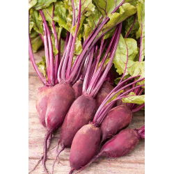 Pancar Rywal tohumları - Beta vulgaris var. conditiva - 500 tohumlar