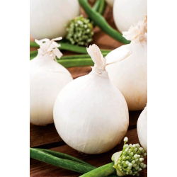 Cipolla - Agostana - 1250 semi - Allium cepa L.