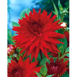 Dahlia Cactus Red - čebulica / gomolj / koren