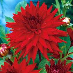 Dahlia Cactus Red - čebulica / gomolj / koren