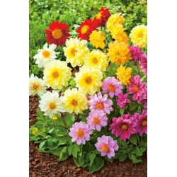 Garden dahlia - semi-double flower variety mix - 120 seeds
