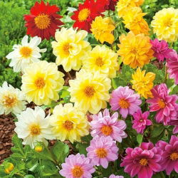 Garden dahlia - semi-double flower variety mix - 120 seeds