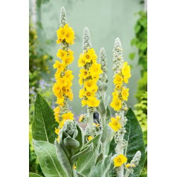 Vägihein - 4000 seemned - Verbascum L.