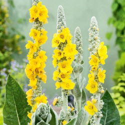Vägihein - 4000 seemned - Verbascum L.