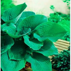 Funkiasläktet - Elegans - Hosta