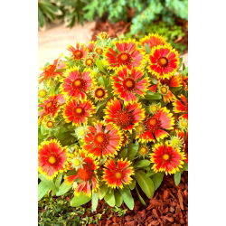 Obyčajná blanketflower, obyčajná gaillardia Bicolor Goblin - 170 semien - Gaillardia aristata - semená