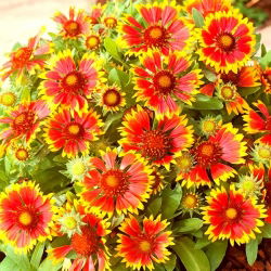 Obyčajná blanketflower, obyčajná gaillardia Bicolor Goblin - 170 semien - Gaillardia aristata - semená