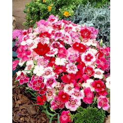 Dianthus chinensis - Hedwiga Baby Doll - 475 sementes - mix