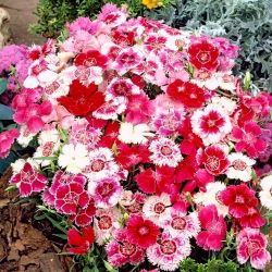 Dianthus chinensis - Hedwiga Baby Doll - 475 sementes - mix