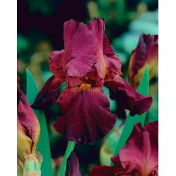 Iris germanica Dark Red - bebawang / umbi / akar