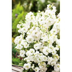 Hạt giống Albita - Matthiola incana annua - 300 hạt giống
