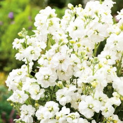 Hạt giống Albita - Matthiola incana annua - 300 hạt giống