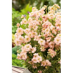 Hạt giống Kremoza - Matthiola incana annua - 300 hạt giống