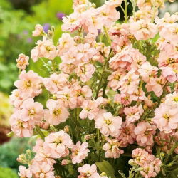 Hạt giống Kremoza - Matthiola incana annua - 300 hạt giống