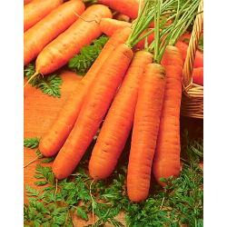 Porgand - Berlikumer 2 - seemnelint - Daucus carota ssp. sativus  - seemned