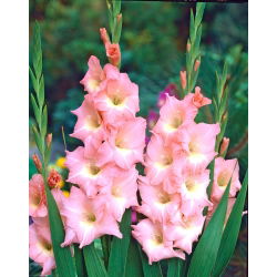 Glayöl Gül Yüce - 5 ampul - Gladiolus
