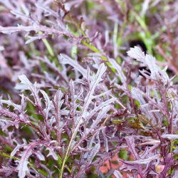 Mizuna - Rosso - Brassica rapa var. japonica - Foglie vibranti, sapore di senape - Semi Freschi