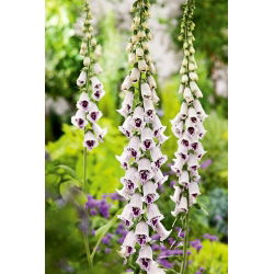 Vingerhoedskruid - Pam's Choice - 1000 zaden - Digitalis purpurea