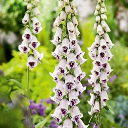 Vingerhoedskruid - Pam's Choice - 1000 zaden - Digitalis purpurea