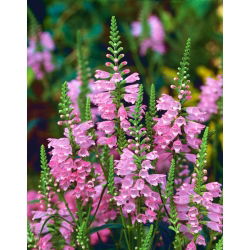 Benih Benih bercampur tumbuhan - Physostegia virginiana - 45 biji