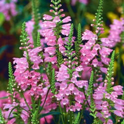 Benih Benih bercampur tumbuhan - Physostegia virginiana - 45 biji