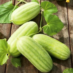 Mentimun Armenia "Carosello Barese" - 40 biji - Cucumis sativus