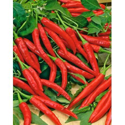 พริกไทยร้อน 'Cayenna' -  Capsicum annuum - Cayenna - เมล็ด