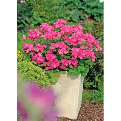 Geranie Rosa eraniensamen - Pelargonie - 11 Samen -