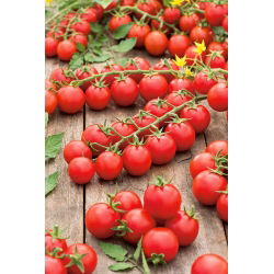Tomato - Cherrola F1 - Tiny, Sweet, Juicy Tomatoes - Fresh Seeds