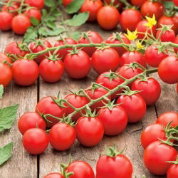 Tomato - Cherrola F1 - Tiny, Sweet, Juicy Tomatoes - Fresh Seeds