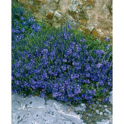 เมล็ด Speedwell Royal Blue - Veronica teucrium - 300 เมล็ด