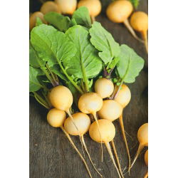 Seme redkev Zlata - Raphanus sativus - 425 semen - Raphanus sativus L. - semena