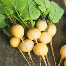 Seme redkev Zlata - Raphanus sativus - 425 semen - Raphanus sativus L. - semena