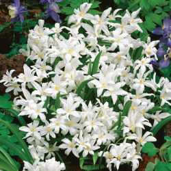 Chionodoxa Luciliae Alba - Glory of Snow Luciliae Alba - 10 bulbs