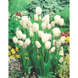 Tulpės White Bouquet - pakuotėje yra 5 vnt - Tulipa White Bouquet