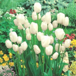 Tulpės White Bouquet - pakuotėje yra 5 vnt - Tulipa White Bouquet