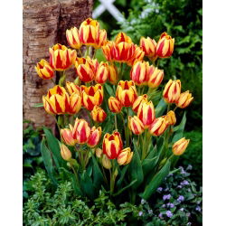 Tulpės Colour Spectacle - pakuotėje yra 5 vnt - Tulipa Colour Spectacle