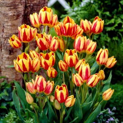 Tulpės Colour Spectacle - pakuotėje yra 5 vnt - Tulipa Colour Spectacle
