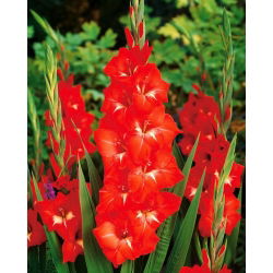 Glayöl Traderhorn - 5 ampul - Gladiolus Traderhorn