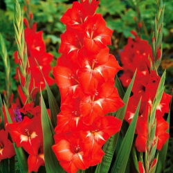 Glayöl Traderhorn - 5 ampul - Gladiolus Traderhorn
