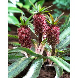 Eucomis Van der Merwey - umbi / umbi / akar