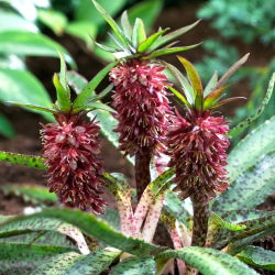Eucomis Van der Merwey - umbi / umbi / akar