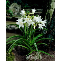 Crinum album, Hakenlilie, Freilandamaryllis