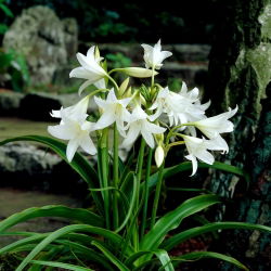 Crinum album, Hakenlilie, Freilandamaryllis
