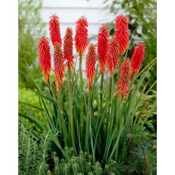 Ķekaru knifofija - Nancy Red - Kniphofia