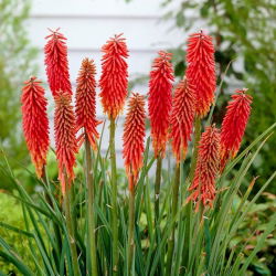 Ķekaru knifofija - Nancy Red - Kniphofia