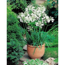 Agapanthus - baltas